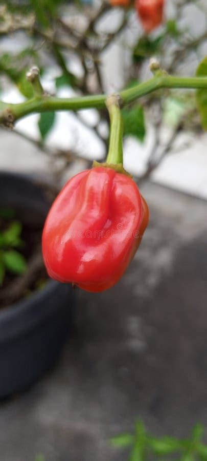 Red Hot Chili Very Hot Stock Photo Image Of Petal Cuisine