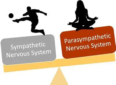 Difference Between Sympathetic And Parasympathetic Nervous System With