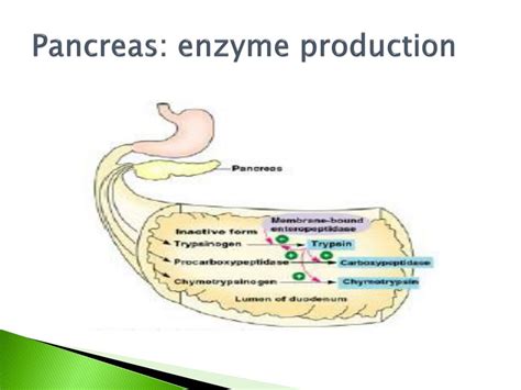 Ppt Human Digestion Powerpoint Presentation Free Download Id 6121490