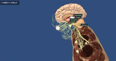 Neuropsicologia El Sistema L Mbico Su Funcionalidad Grafico De Las