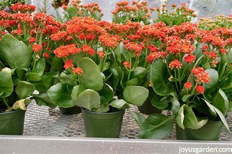 Caring For Flowering Kalanchoes A Popular Succulent Houseplant