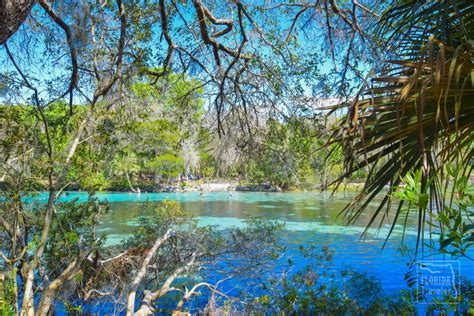 Silver Glen Springs | A Scenic Gem in Ocala National Forest