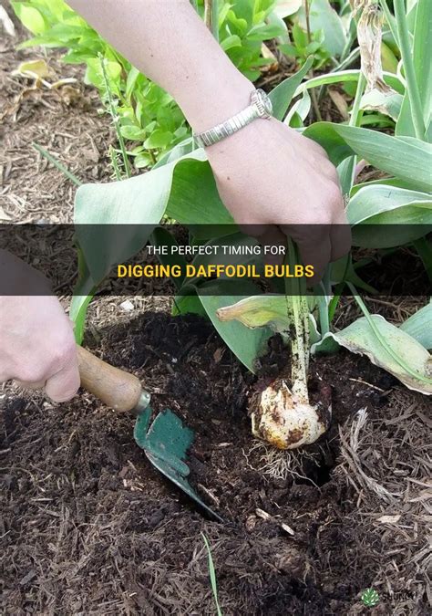 The Perfect Timing For Digging Daffodil Bulbs Shuncy