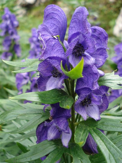 Frumusetile Naturii Omag Aconitum Tauricum