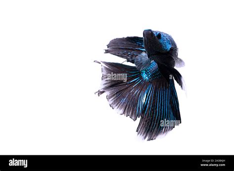 Black And Blue Betta Fish