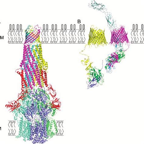 Functional Significance Of Protein Oligomerization In The Bacterial