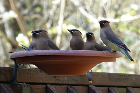 Cedar Waxwing Pool Party Feederwatch