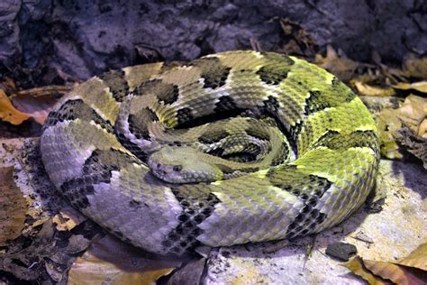 Timber Rattlesnake Facts Habitat Conservation Status Zoo Populations