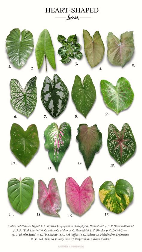 Heart Shaped Plants Ornamental Plants Foliage Plants Caladium