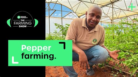 Pepper Farming In South Africa Farmer S Advice Season 2 Ep 6 Youtube