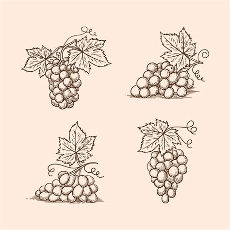 Free Vector Hand Drawn Grape Vine Outline Illustration