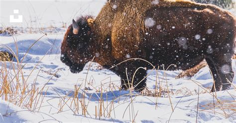 bison standing   snow   field photo  yellowstone