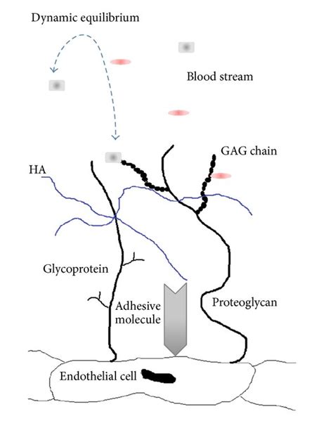 Structure of glycocalyx: the backbone molecules, glycoproteins and ...