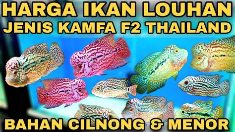 Harga BAHAN Louhan Kamfa F2 MENOR CILNONG Part 2 Lohan Prospek Di