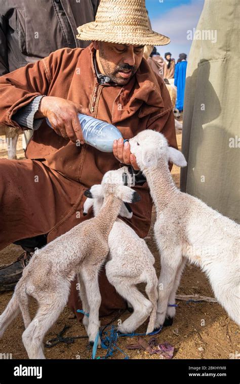 Morocco Guelmim Oued Noun Region Saturday Souk Stock Photo Alamy