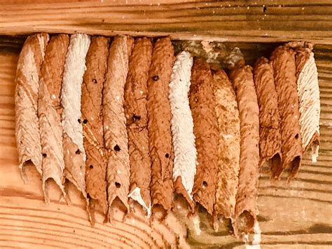 HOW TO GET RID OF MUD DAUBER Programsrun