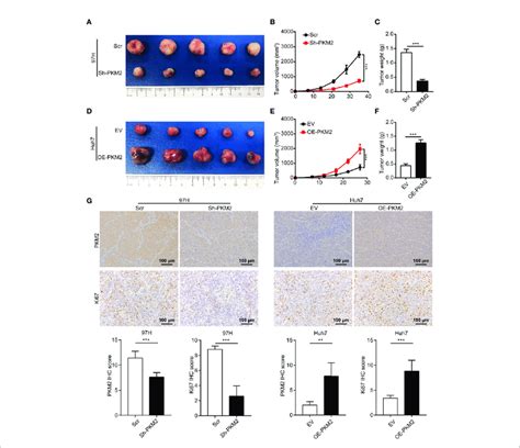 Pkm2 Promotes Hcc Proliferation In Vivo A C The Final