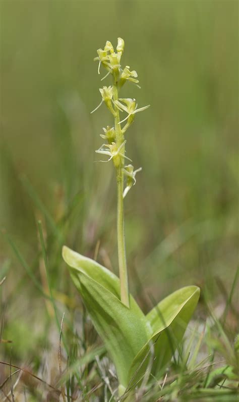 Fen Orchid Kenfig Dunes South Wales Robert Campbell Flickr