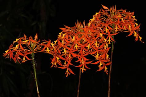 Epidendrum Schomburgkii Orchids Flowers Peonies