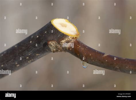 Walnut, pruning Stock Photo - Alamy