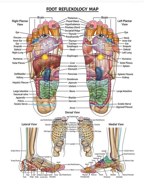 Fußreflexzonenmassage Karte Poster Therapie Poster Etsy Österreich