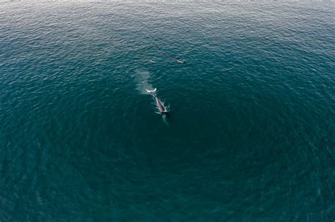 An Aerial Photography of a Whale on the Sea · Free Stock Photo