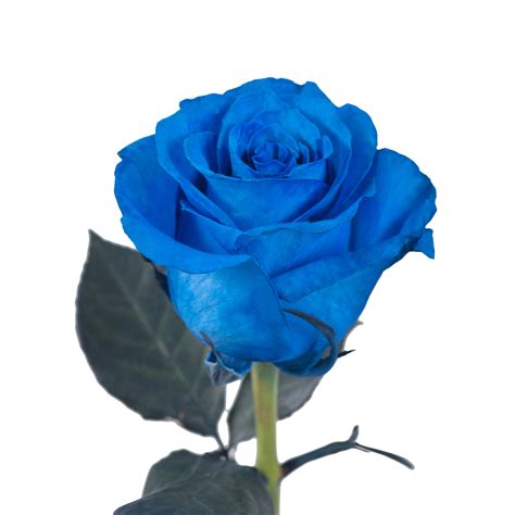 Single Blue Roses