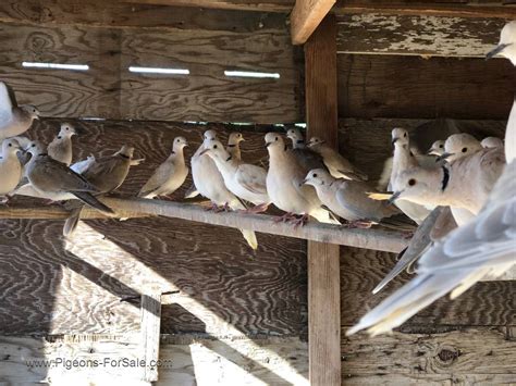 Ringneck Doves for sale