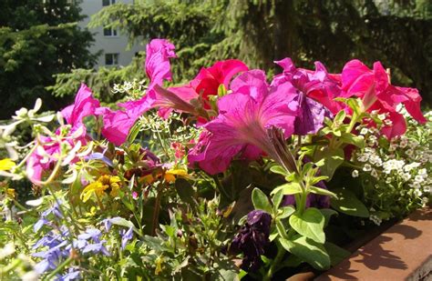 Na balkon wybierz kwiaty które nie śmiecą Zobacz jakie kwiaty