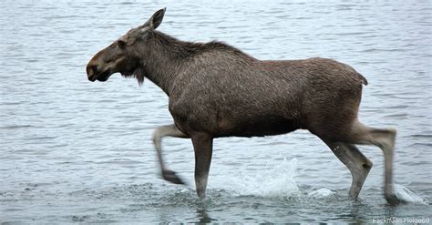 Moving Facts About Moose | The Rainforest Site Blog