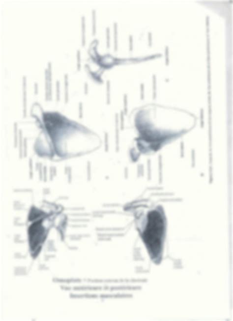 SOLUTION Anatomie Ceinture Scapulaire Studypool