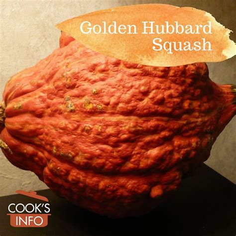 Golden Hubbard Squash - CooksInfo