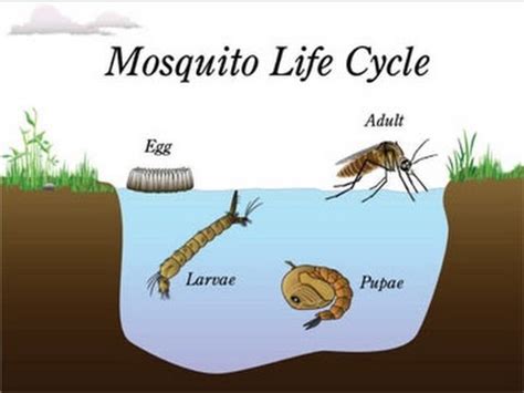 morphology  life cycle  mosquitoes  science notes