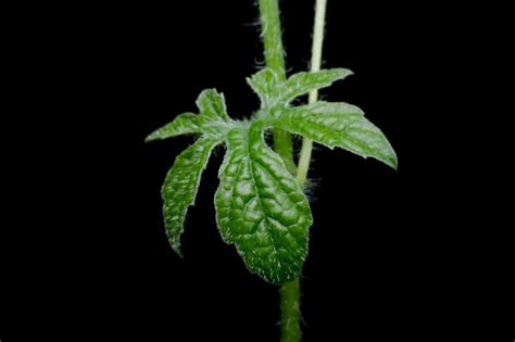 Premium Photo Close Up Leaves Ivy Gourd Coccinia Grandis L Voigt