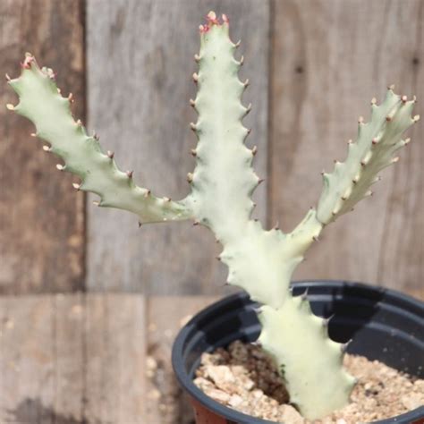 Euphorbia Lactea Variegata White Ghost Easy Succulents