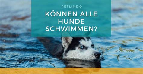 Welche Hunde K Nnen Nicht Schwimmen Alle Wichtigen Informationen