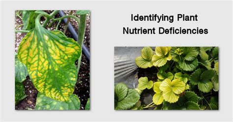 A General Guide To Identifying The Signs Of Nutrient Deficiencies In