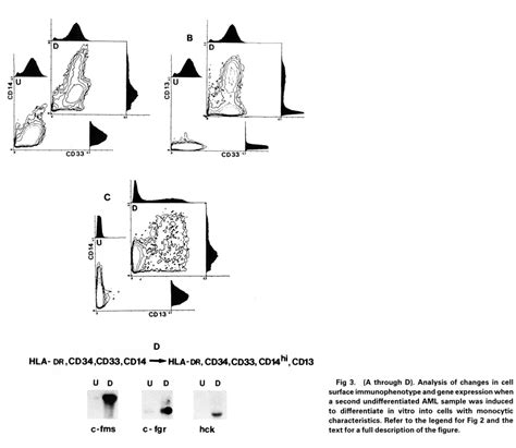 Figure 3 From Expression Of The C Fgr And Hck Protein Tyrosine Kinases