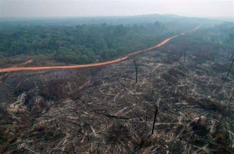 Estudio reveló que la Amazonía ha perdido 88 millones de hectáreas de