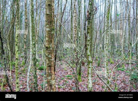 Birch trees uk winter hi-res stock photography and images - Alamy