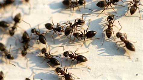 Lawn Grass Ants