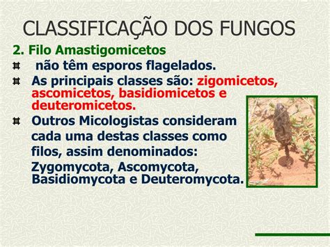 Ppt Reino Fungi Powerpoint Presentation Free Download Id3550784