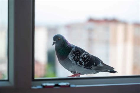 13 Recettes de grand mère pour faire fuir les pigeons