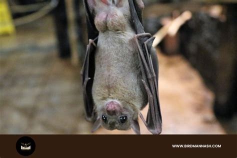 Expert Bat Removal Services by Birdman in Tennessee