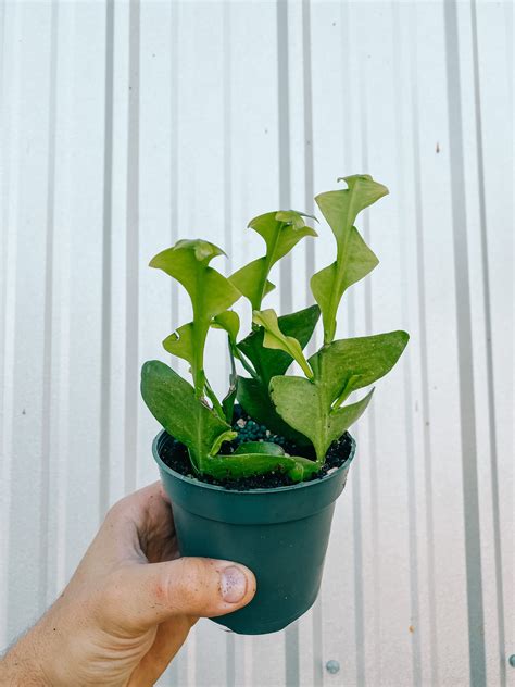 4 Selenicereus Chysocardium ‘shark Tooth Fern Bwh Plant Co