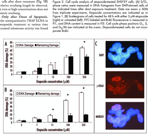 Dna Damage Repair And Response In Etoposide Treated Cells Dna Strand