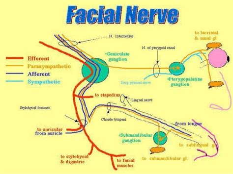 Facial nerve and it’s branches