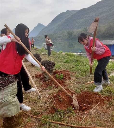 团青同植一片绿 共开民族团结花 恭城法院团支部义务植树 澎湃号·政务 澎湃新闻 The Paper