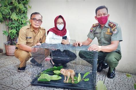 Bksda Kalteng Terima Kukang Serahan Warga Kukangku