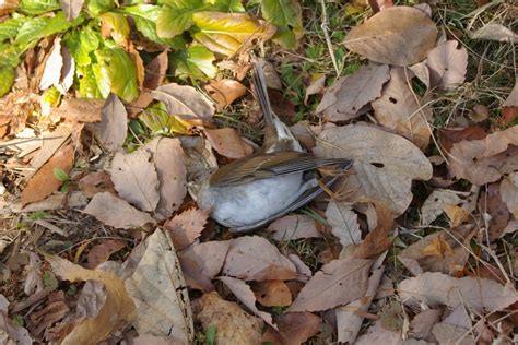 野鳥の死 風だより